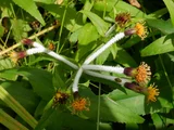 Arnica mallatopus