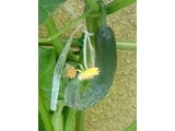 Cucumber
