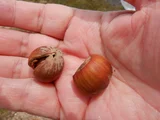Corylus avellana
