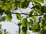 灯台树