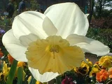 Narcissus