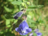Scutellaria strigillosa