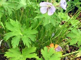 Geranium erianthum