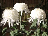 国華尊格 菊>大菊>厚走り