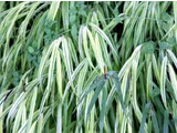 Hakonechloa macra
