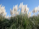 Pampas grass