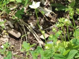 marsh grass of Parnassus