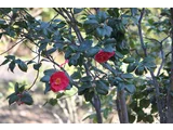 Camellia japonica 'Okesa-bayashi'