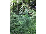 Disporum viridescens