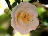 茶花 银河