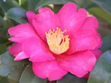C. sasanqua 'Kanjirou'