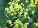 加拿大一枝黄花