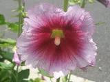 Hollyhock