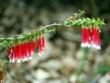Epacris longiflora