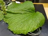 山葵