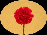 カーネーション