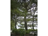Japanese black pine