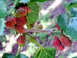 Mulberry