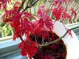 紅葉 紅枝垂