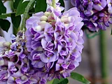 American Wisteria