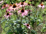 Echinacea purpurea