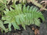 Microlepia marginata
