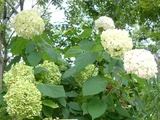 西洋紫陽花 アナベル