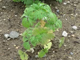 Leonurus japonicus