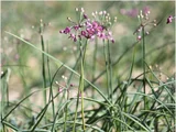 Allium chinense