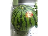 スイカ