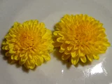 杭白菊種 '食用菊花'