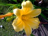 Daylily