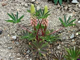 Lupinus polyphyllus