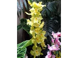 Odontoglossum