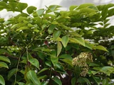 Dalbergia hainanensis