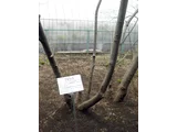 ゴシュユ