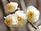 Prunus mume 'Myojo'