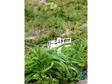 北萱草