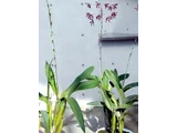 レリア・ウンドゥラタ