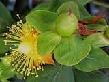 The red berries are a popular | Hypericum androsaemum