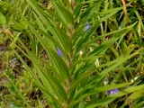 Lilium leichtlinii