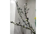 Pussy willow