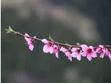モモ