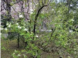 pearlbush, common pearlbush