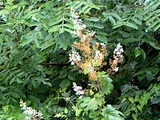 Macleaya cordata