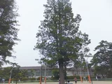 日本花柏