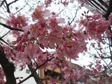 阿亀樱