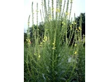 Twiggy mullein