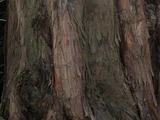 Kaidzukaibuki