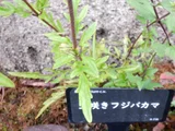 Tamazaki Fujibakama